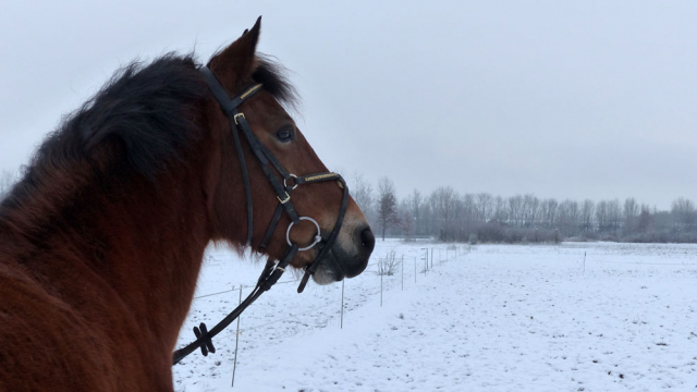 Promenade à cheval hivernale