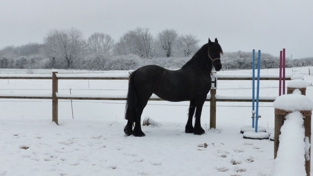 Travail d'un cheval en liberté en carrière l'hiver