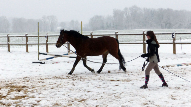 Travail d'un cheval en carrière l'hiver